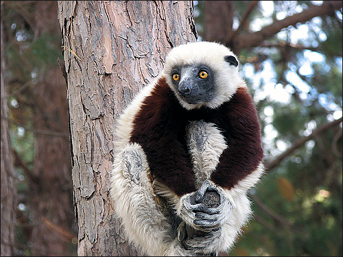 여우원숭이, Sifaka 